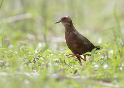 RUDDY-BREASTED CRAKE - Porzana fusca - BRUIN PORSELEINHOEN