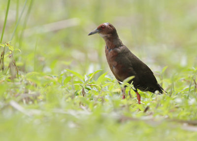 RUDDY-BREASTED CRAKE - Porzana fusca - BRUIN PORSELEINHOEN