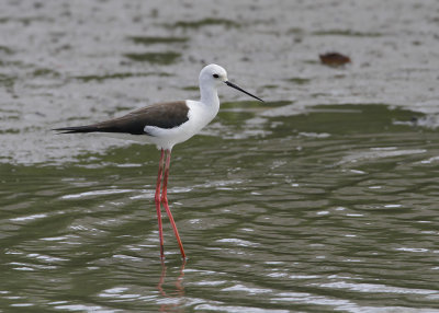BLACK-WINGED STILT -Himantopus himantopus - STELTKLUUT