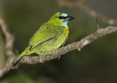 GOLDEN-NAPED BARBET - Megalaima pulcherrima - GOUDNEKBAARDVOGEL