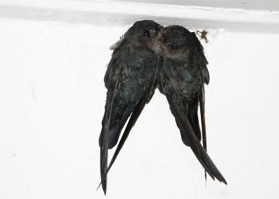 BORNEAN SWIFTLET - Collocalia dodgei - KINABALUDWERGSALANGAAN