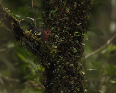 CRIMSON-HEADED PARTRIDGE - Haematortyx sanguiniceps - ROODKOPBOSPATRIJS