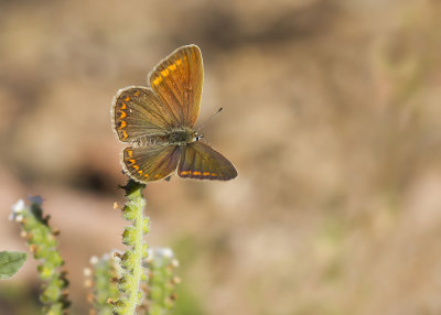 BROWN ARGUS - Aricia agestis - BRUIN BLAUWTJE