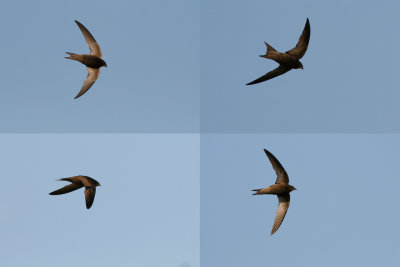 PALLID SWIFT - Apus pallidus - VALE GIERZWALUW