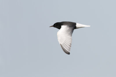 WHITE-WINGED BLACK TERN - Chlidonias leucoptera - WITVLEUGELSTERN