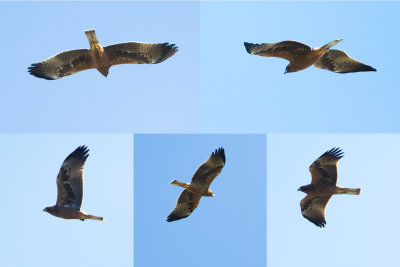 DWERGAREND - Hieraaetus pennatus - BOOTED EAGLE