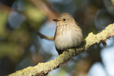 SPOTTED FLYCATCHER - Muscicapa striata - GRAUWE VLIEGENVANGER - GOBEMOUCHE GRIS