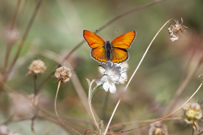 BUTTERFLIES