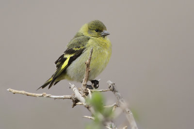 HOODED SISKIN - Carduelis magellanica - KAPSIJS