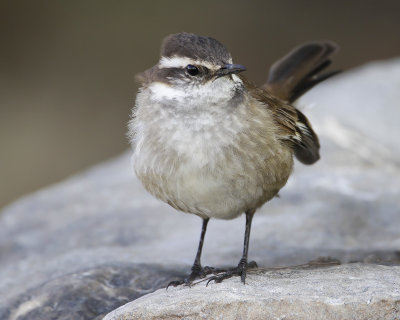 WHITE-WINGED CINCLODES - Cinclodes atacamensis - WITVLEUGELWIPSTAART