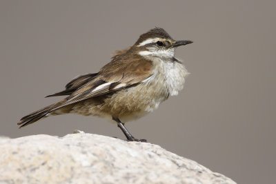 WHITE-WINGED CINCLODES - Cinclodes atacamensis - WITVLEUGELWIPSTAART