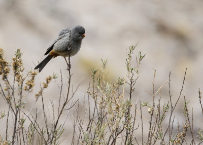 BAND-TAILED SEEDEATER - Catamenia analis - WITSTAARTCATAMENIA