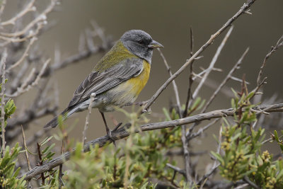 GREY-HOODED SIERRA-FINCH - Phrygilus gayi - GRIJSKAPSIERRAGORS