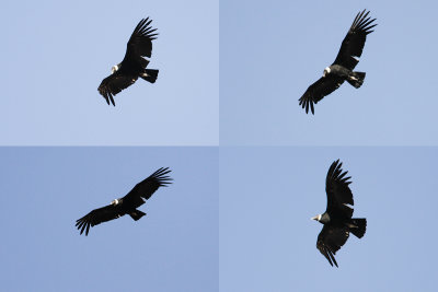 ANDEAN CONDOR  - Vultur gryphus - ANDESCONDOR