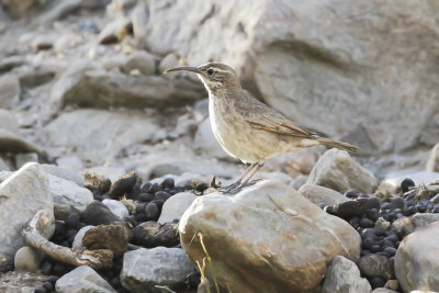 SLENDER-BILLED EARTHCREEPER - Geositta tenuirostris - DUNSNAVELHOLENGRAVER