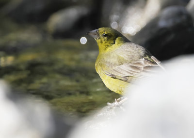 GREENISH YELLOW- FINCH - Sicalis olivascens - GROENGELE SAFFRAANGORS