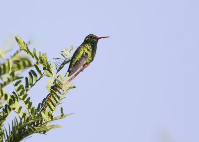 GLITTERING-BELLIED EMERALD - Chlorostilbon aureoventris - GOUDBUIKSMARAGDKOLIBRIE