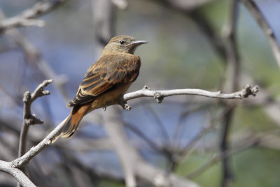 CLIFF FLYCATCHER - Hirundinea ferruginea - ZWALUWTIRAN