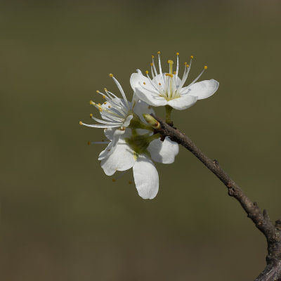 SLEEDOORN - Prunus spinosa -