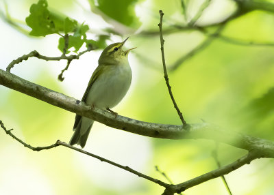 WOOD WARBLER - Phylloscopus sibilatrix - FLUITER - POUILLOT SIFFLEUR