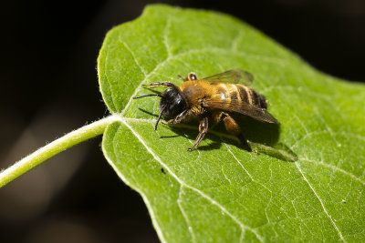 ZWARTBRONZEN ZANDBIJ - Andrena nigroaenea -