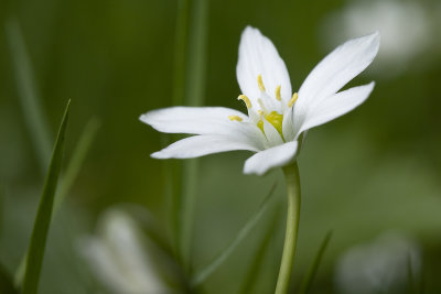 GEWONE VOGELMELK - Ornithogalum umbellatum -