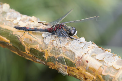 NOORDSE WITSNUITLIBEL - Leucorrhinia rubicunda - 