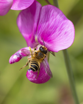 LATHYRUSBIJ ♀ - Megachile ericetorum -