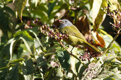 OLIVE-BREASTED MOUNTAIN GREENBUL - Arizelocichla kikuyuensis - KIKUYUBUULBUUL
