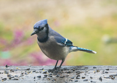 birds_around_feeding_station