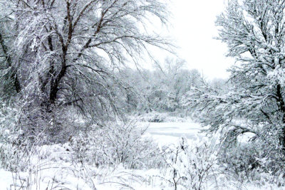 10 in new snow 2-1-15 c1.jpg