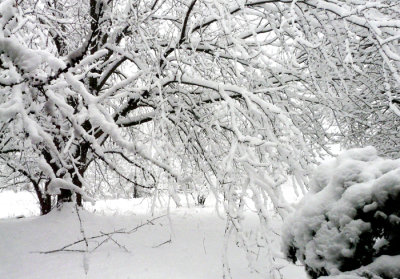 10 in new snow 2-1-15 d.jpg