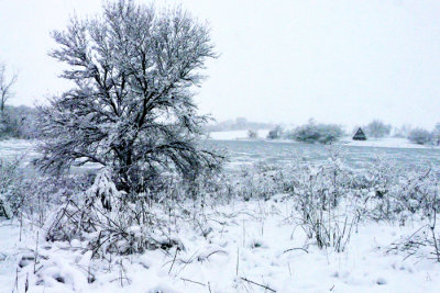 10 in new snow 2-1-15a.jpg