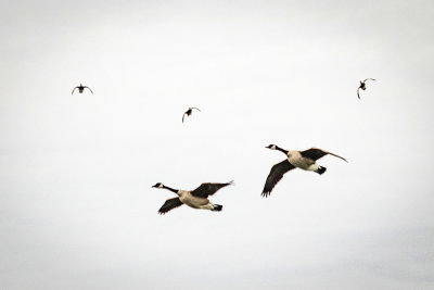 2 geese 3 ducks in flight 1 3-26-2019_IMG-4637-2.jpg