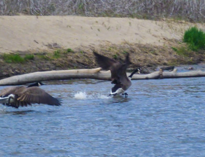 2 Geese flght 1 MRac 4-16-17 850pxl_P-1010723.jpg