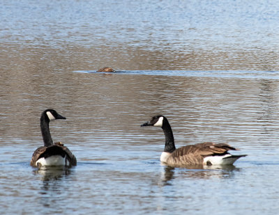 2geese-beaver 850pxl 4-23-18_IMG-3031.jpg