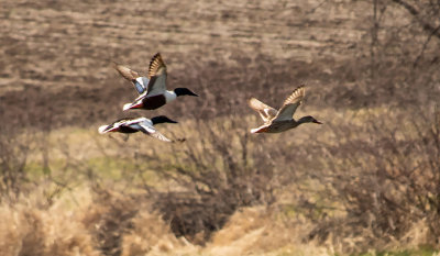3 ducks in flight 2 pond 4-22-18 950pxl_IMG-2868.jpg