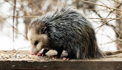opossum cleaning up bird seed on the deck_IMG-4467.jpg