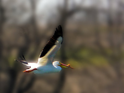 pelican in flight soft bkgd 900pxl.jpg
