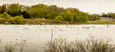 Pelicans 800pxl 4-28-2019_IMG-4879.jpg