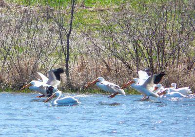 pelicans on pond 1 edited 2 850pxl_MG-1000184.jpg