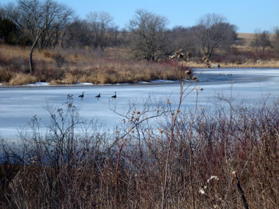 Pond ice thawing.jpg
