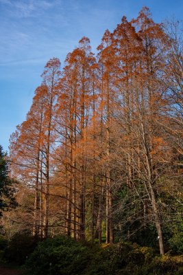 Todai Botanical Garden Trees - 2