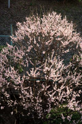 Backyard Plum 1