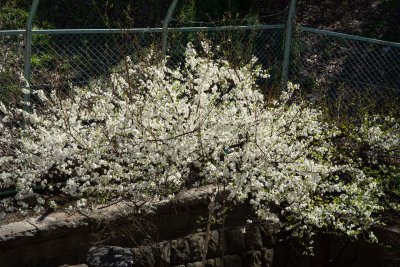 Backyard Plum 2