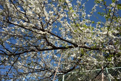 Backyard Plum 2 (yet again)