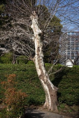 A tree