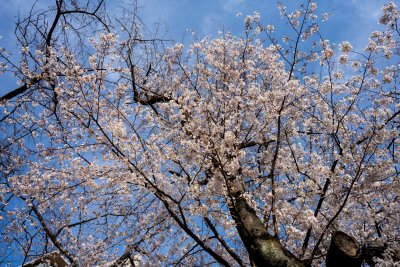 A cherry tree