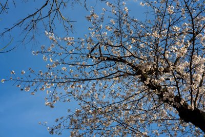 Another cherry tree