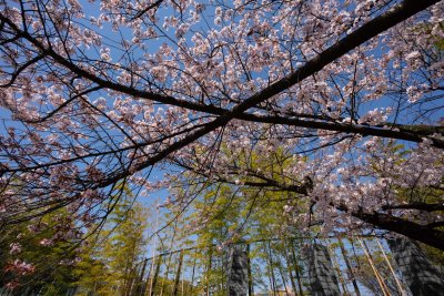 Crossed cherries